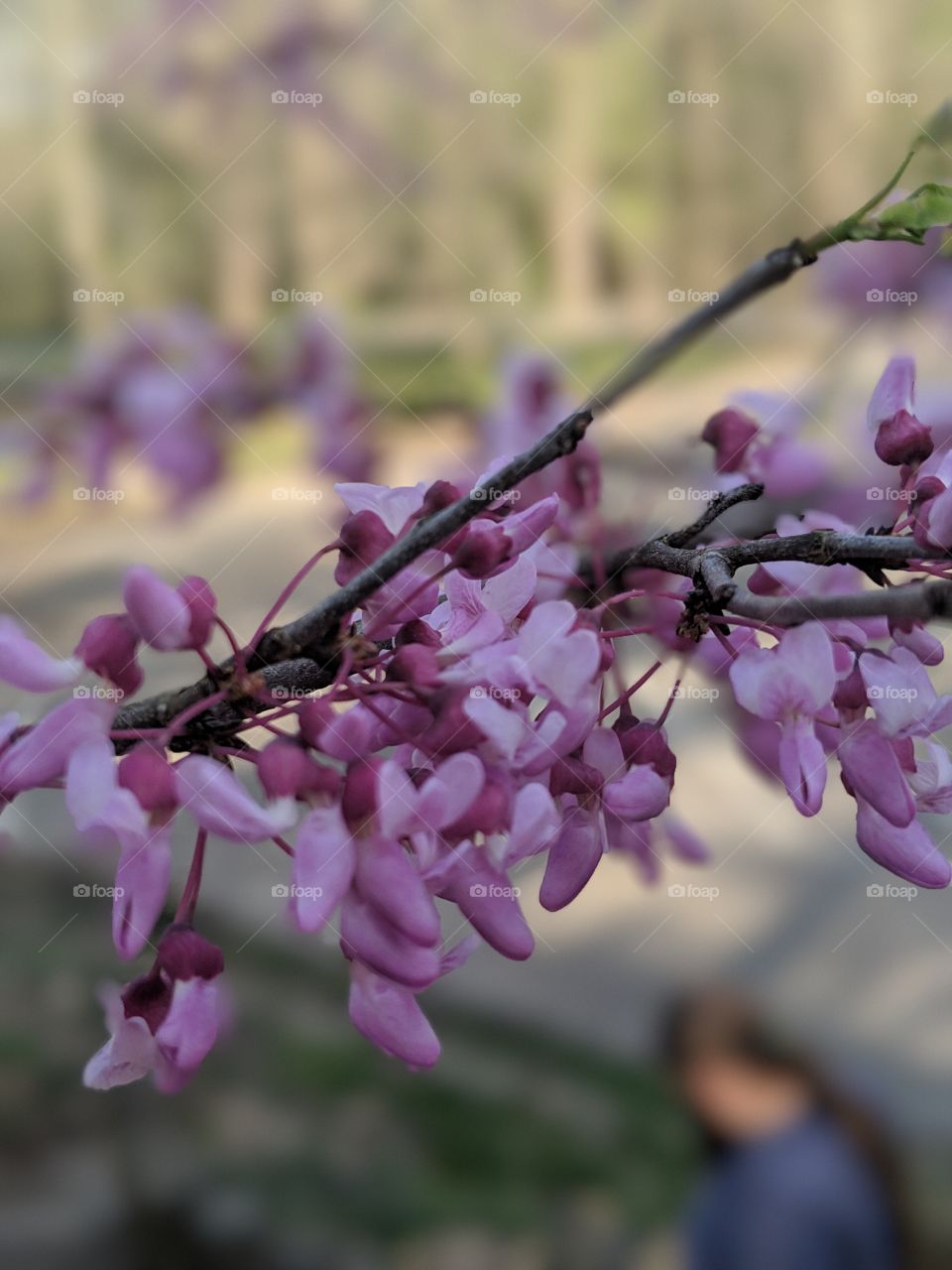 red bud tree