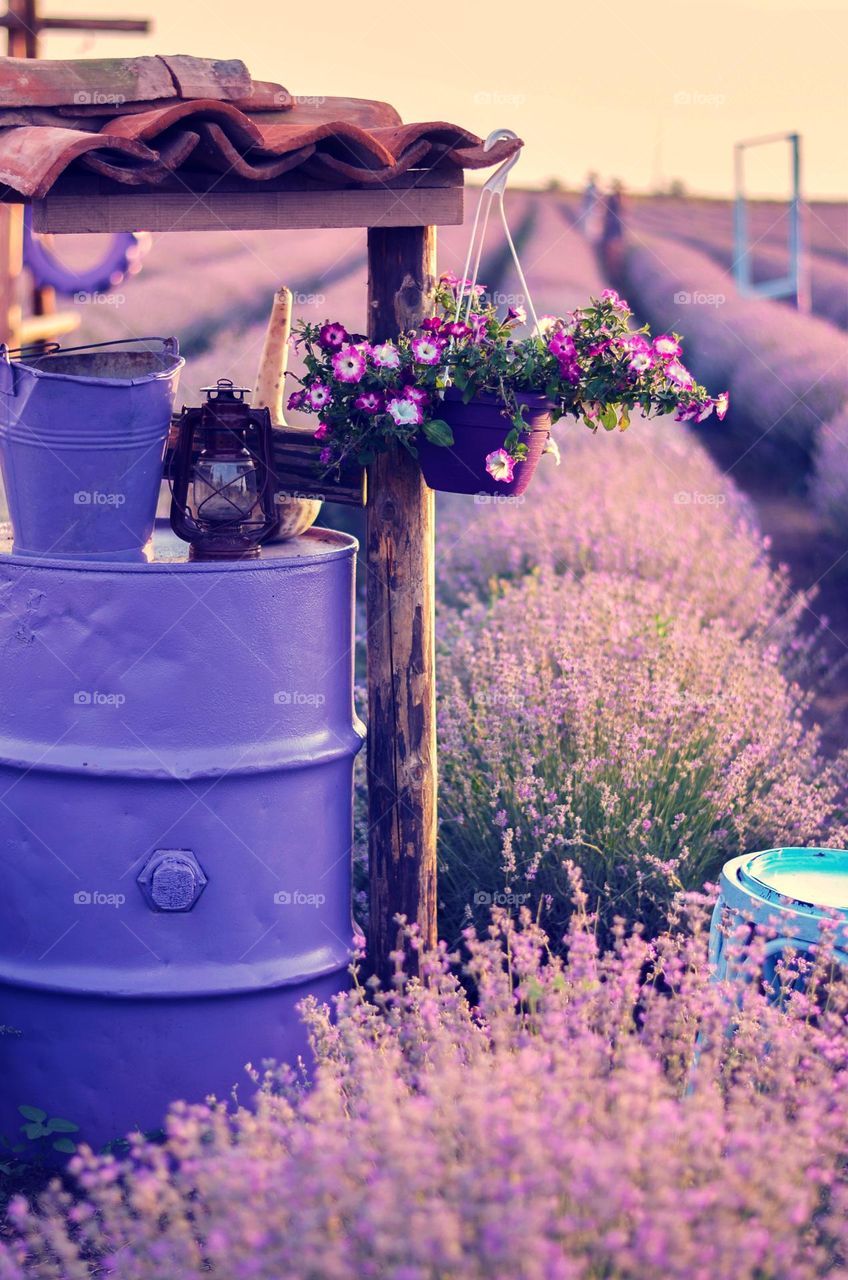 Lavander field