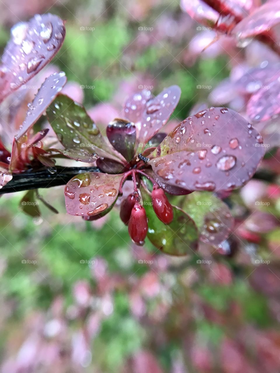 Berries after rain