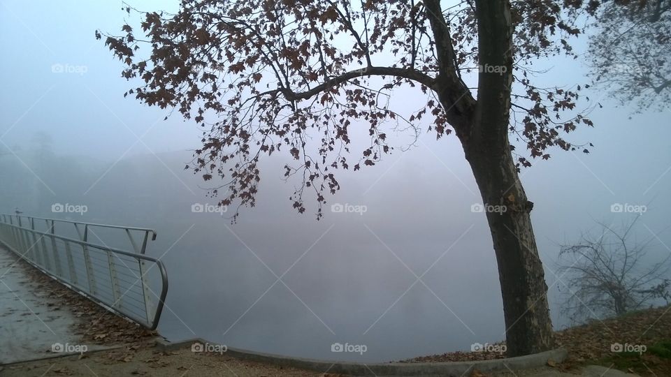 View of tree during foggy weather