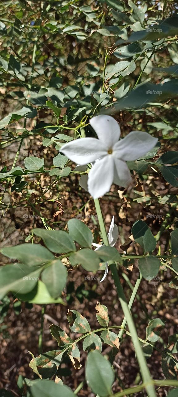 jasmine flower