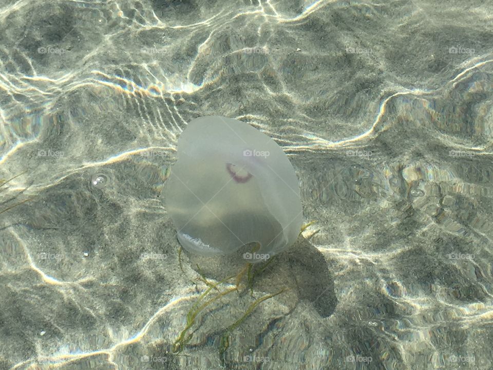 Jellyfish swimming underwater