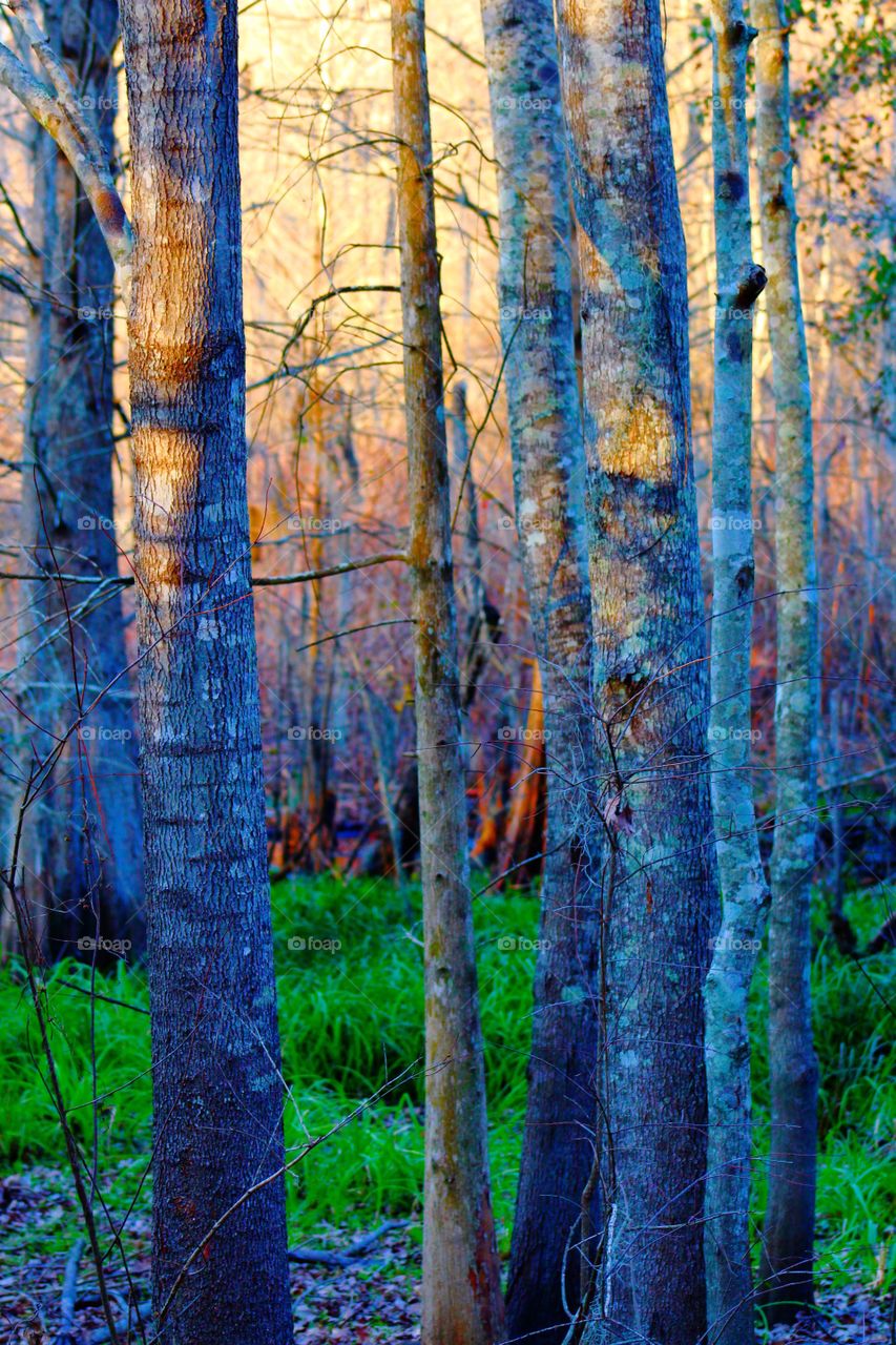 Lush grass in the woodland