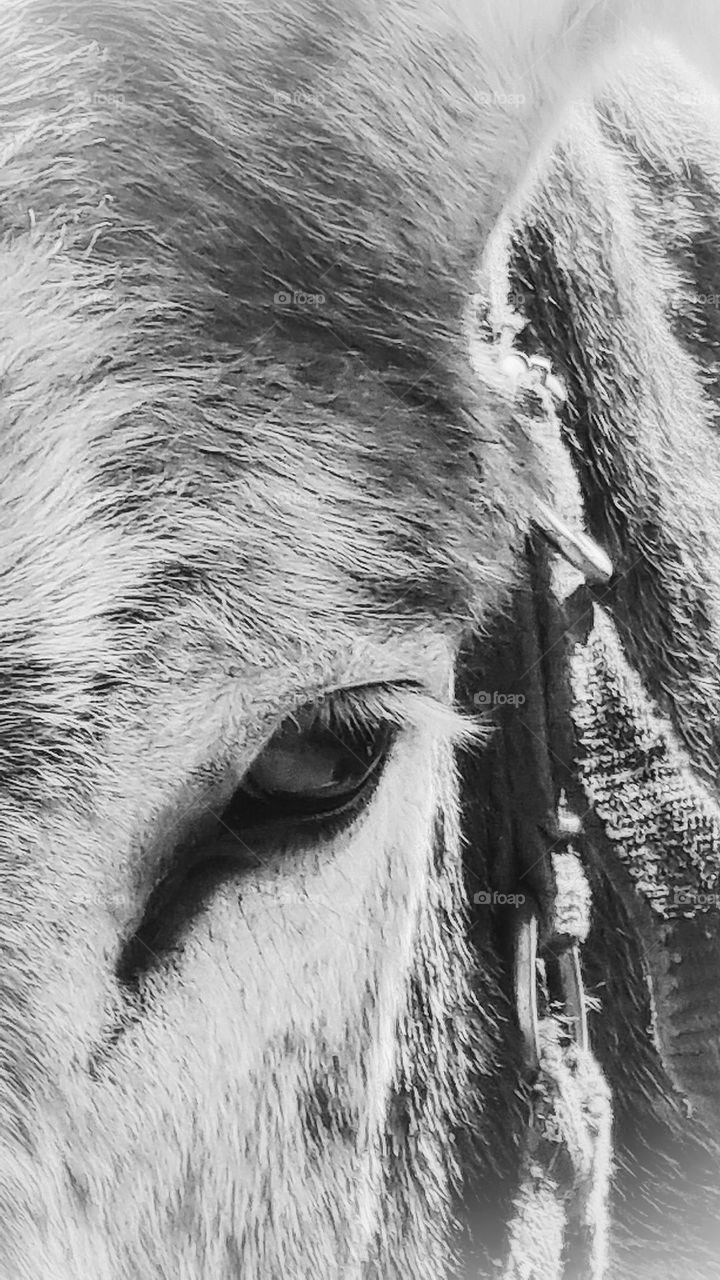 close-up of a donkey.