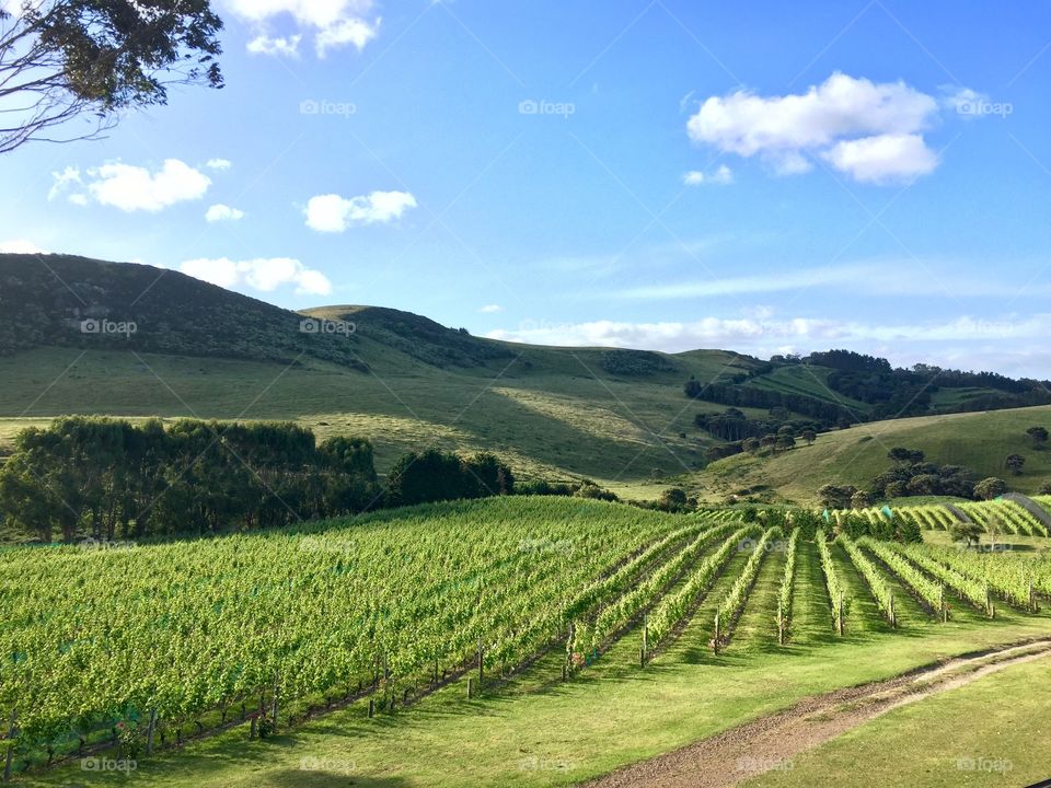 Vineyards of New Zeland 🇳🇿