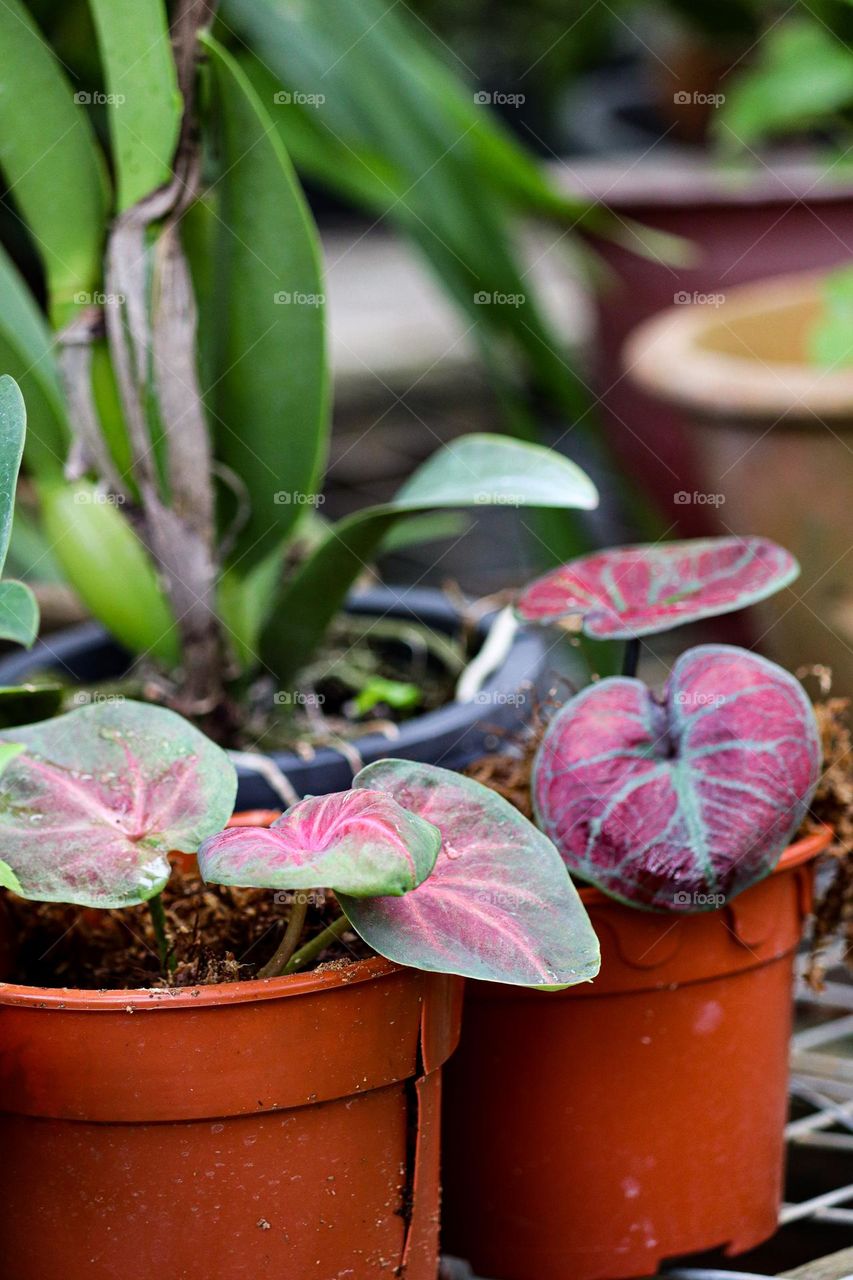 Red leaves caladium in a pot at a garden