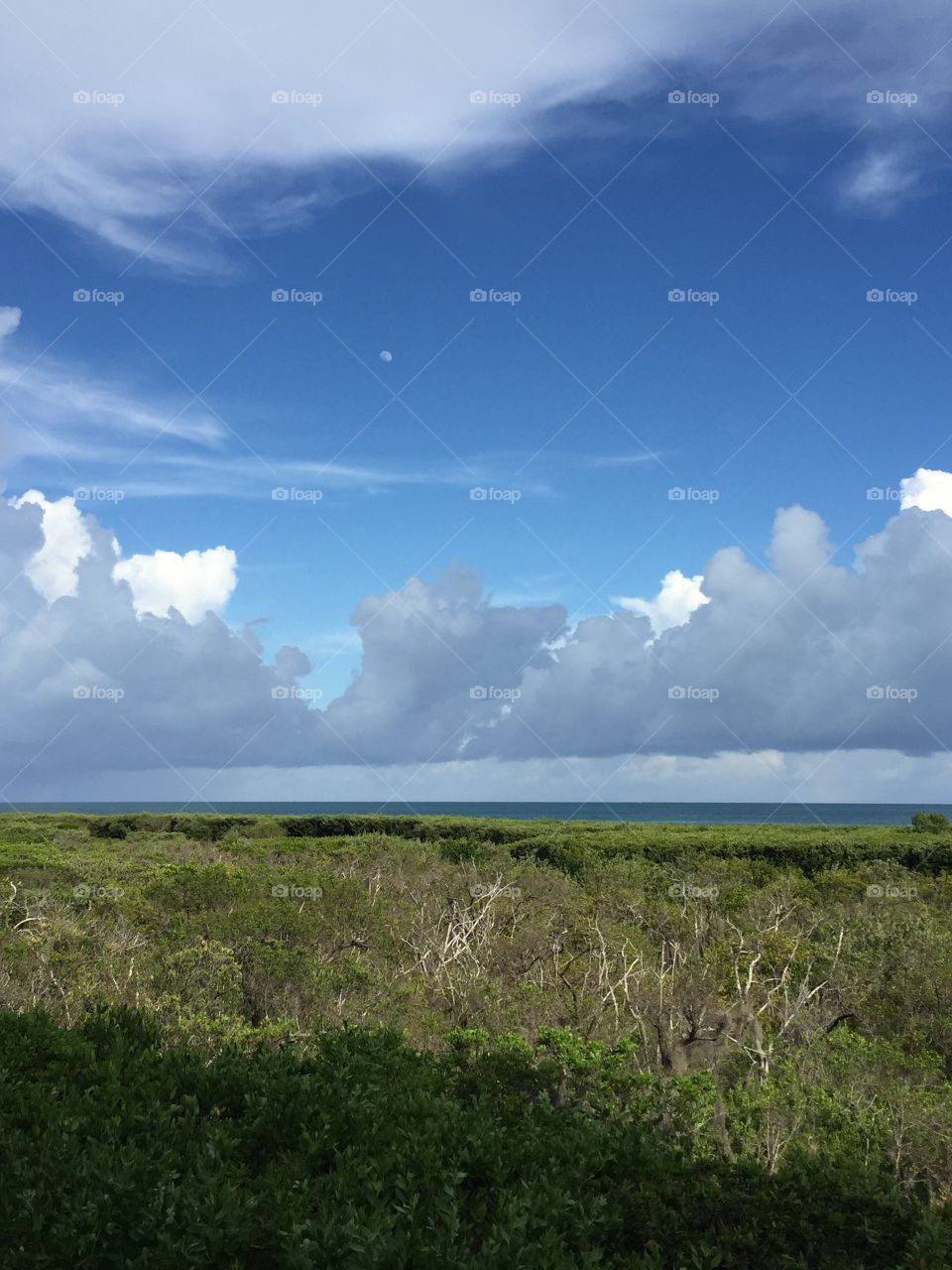 Florida grass sea blue sky