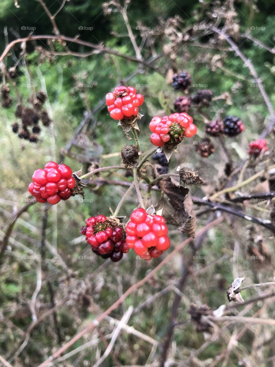 Blackberries 