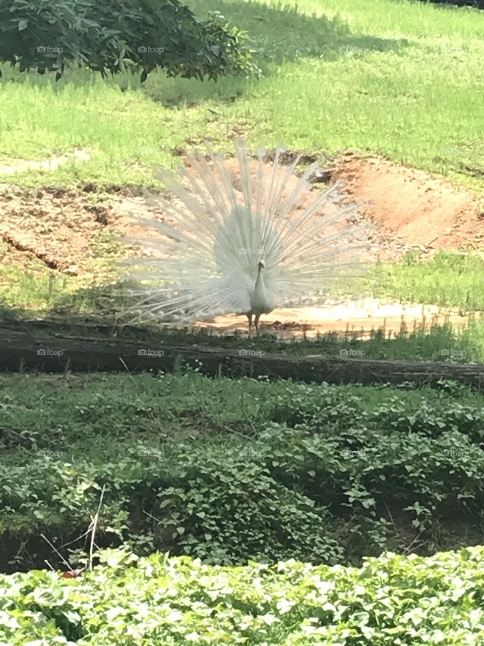 Beautiful white peacock 