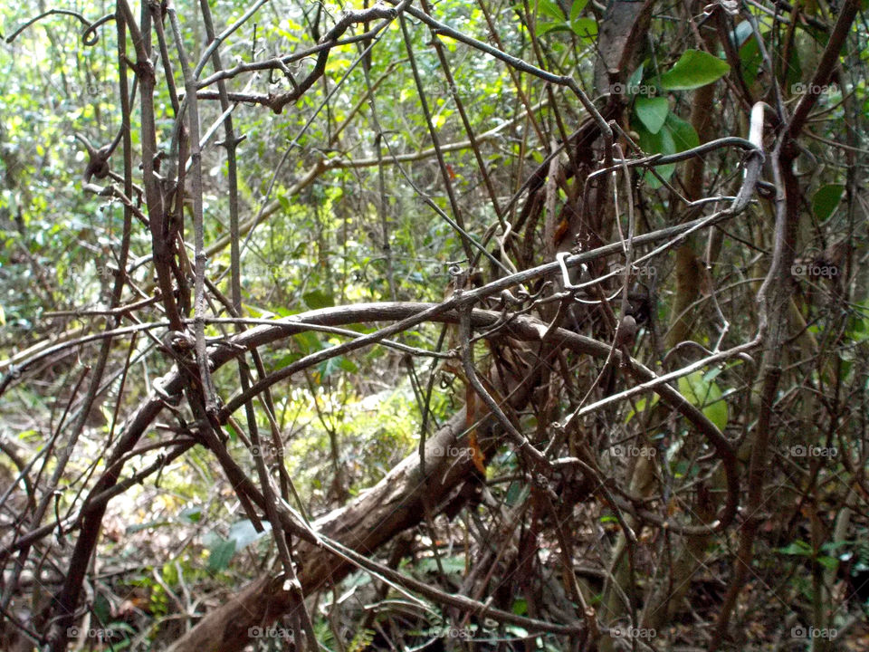 Twisted branches. Emerging for spring 