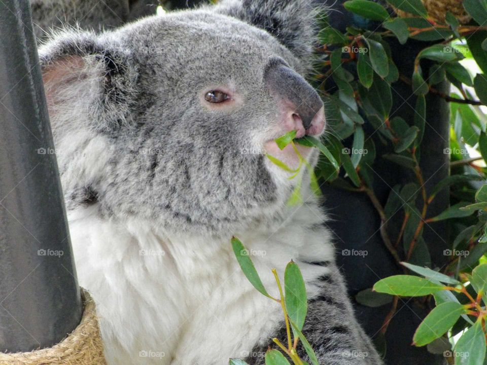 Koala