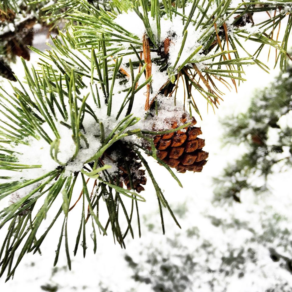 Frosted pine cones 