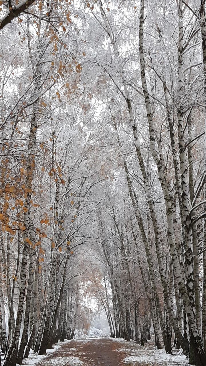 frosty day, first snow, between autumn and winter - somewhere in the forest or park