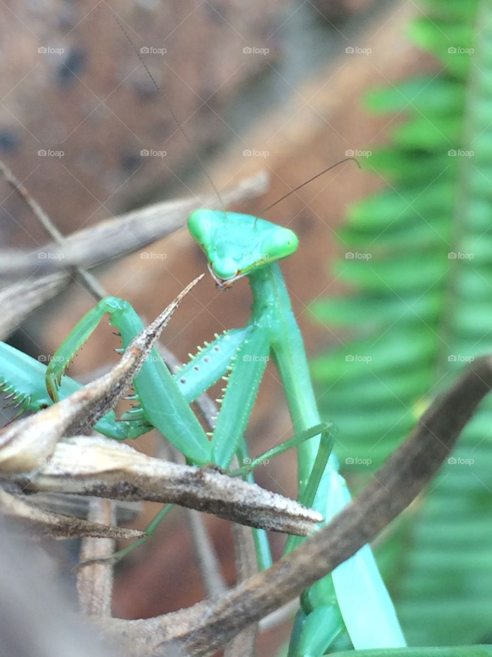 Praying mantis on an oxygen plant, enjoying a beautiful day. 
