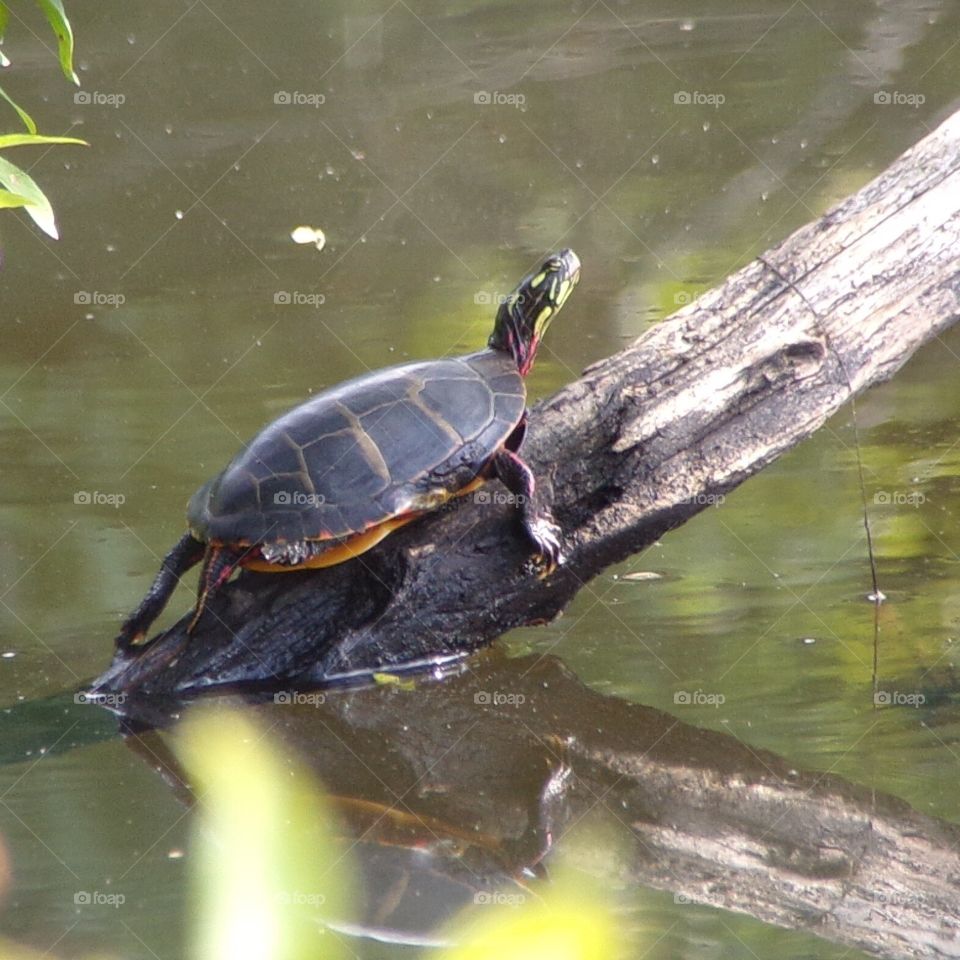 Baby turtle on a tree branch 