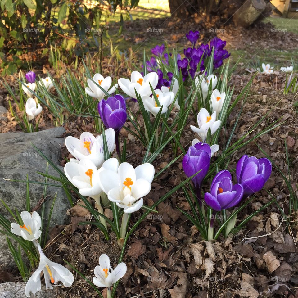 Purple and white blooms is a sign of spring has arrived