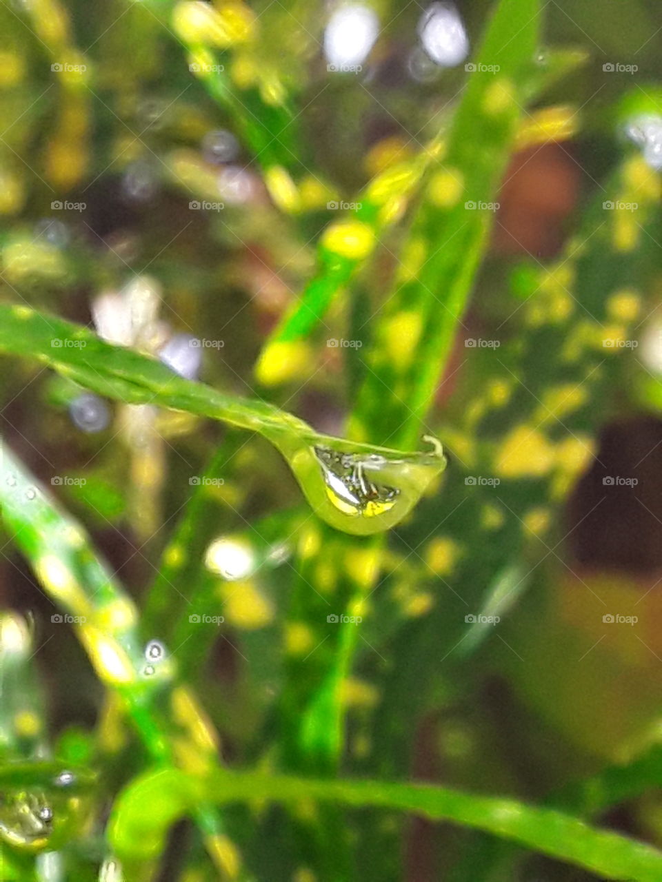 macro shooting a drop on a colorful leaf bright tropics