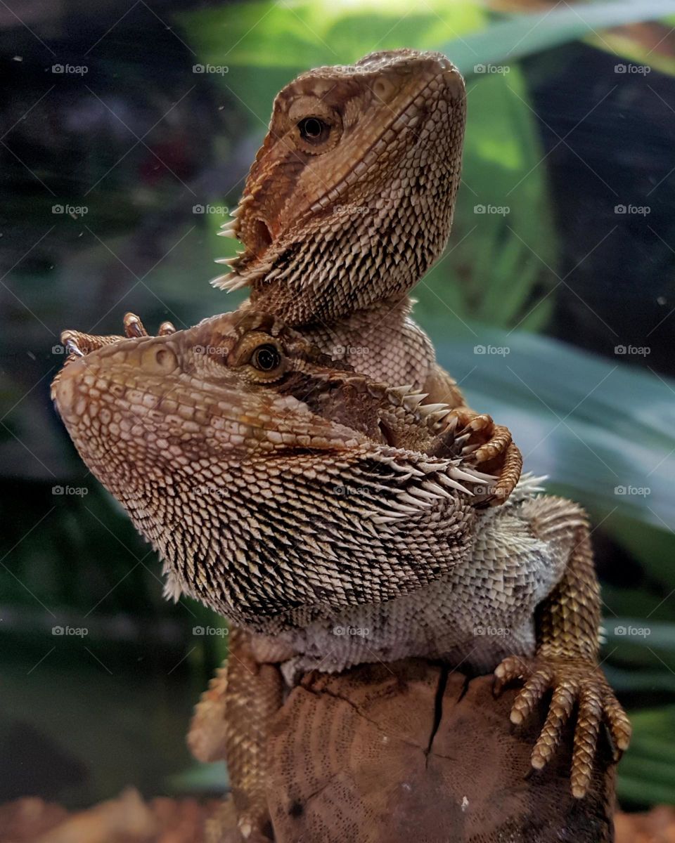 iguana