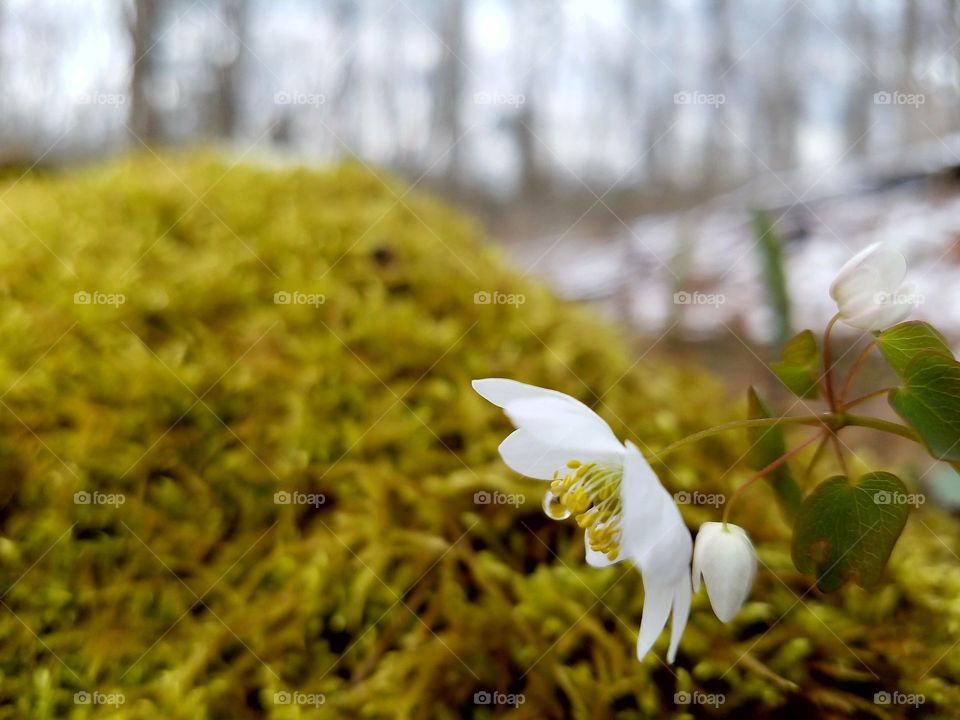 Spring wildflower