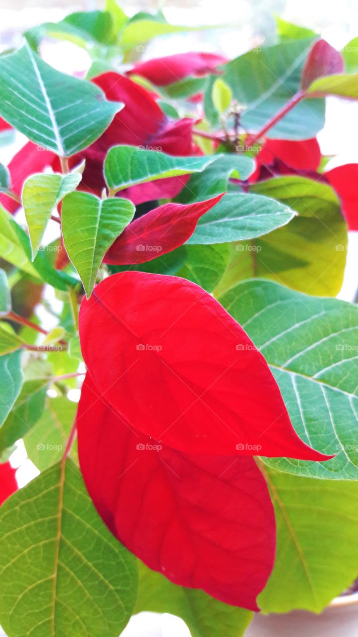 Red Leaf Plant