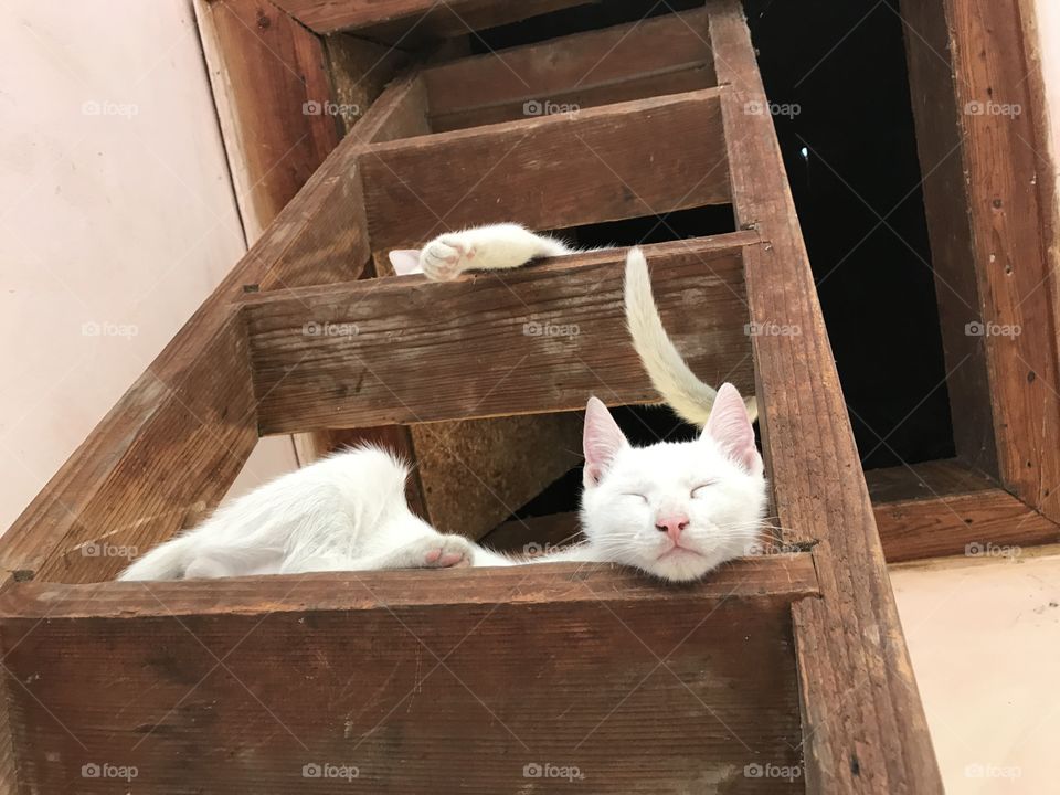 Two white half-siamese cats, laying on ladder and sleeping during taking photos. White cats. Half-siamese cats.