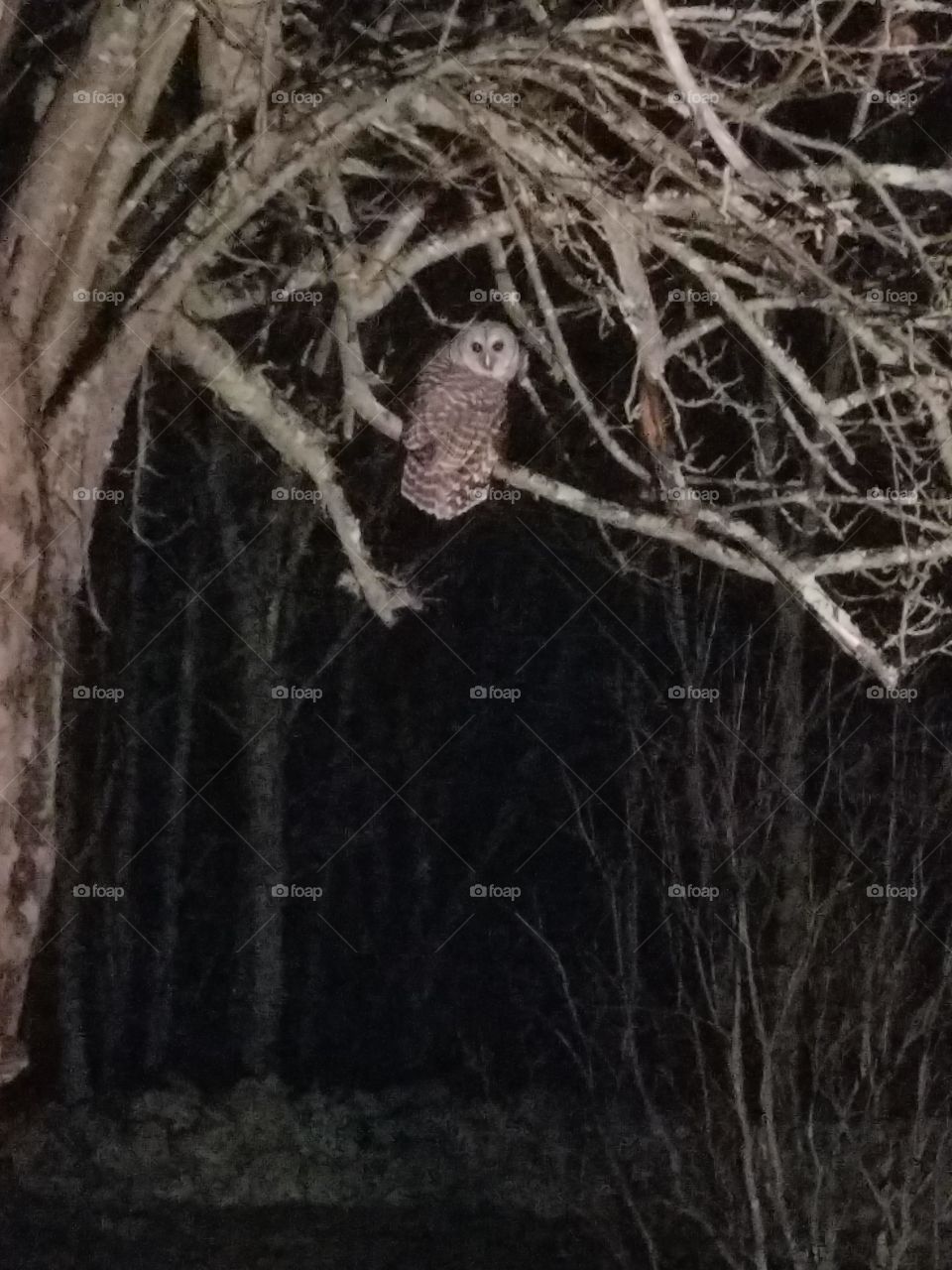 Owl in tree
