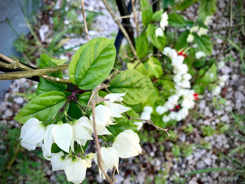 Bleeding Heart Vine, Glory Bower, Tropical Bleeding Heart Growing On Vine Trellis For Support By the House Wall.