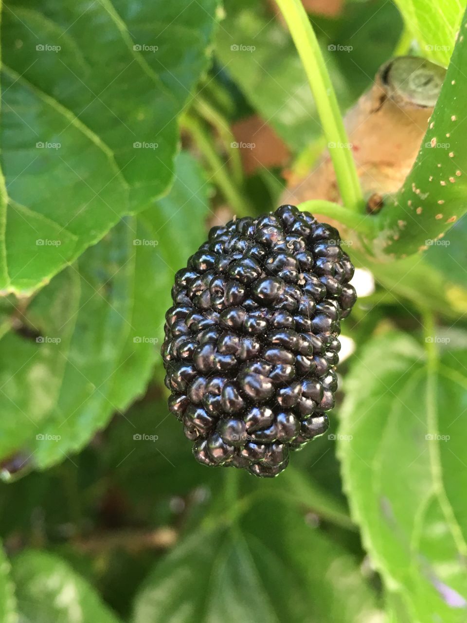 A closeup macro of a dark black ripe juicy tasty healthy mulberry on the tree hanging from a branch