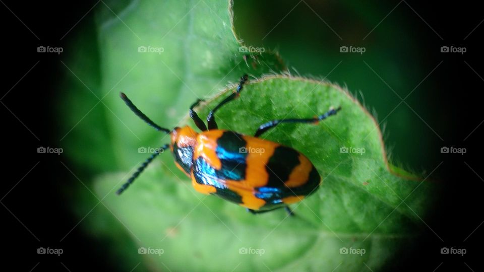 Small insects perched on the leaves.