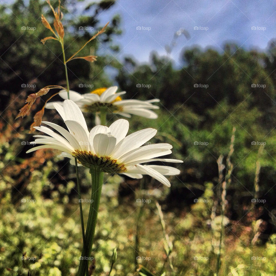 flowers summer midsummer daisy by mikaalien