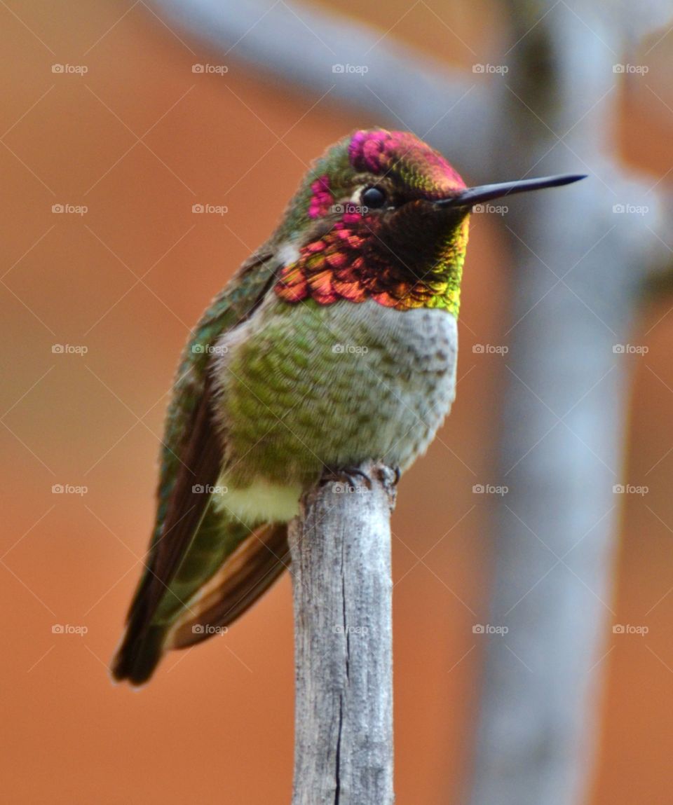 Ruby Throated Hummingbird 