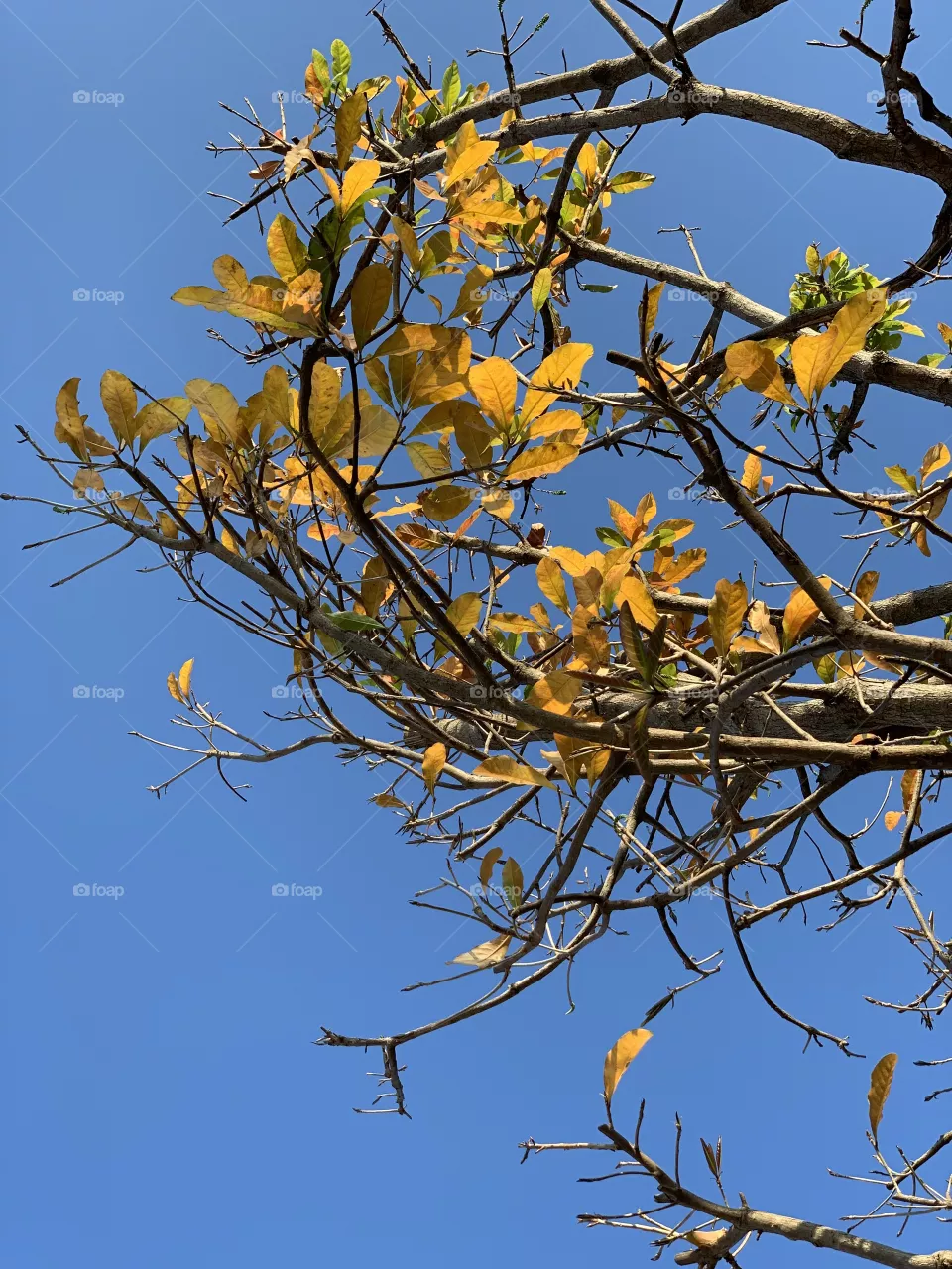Color of nature in summer 