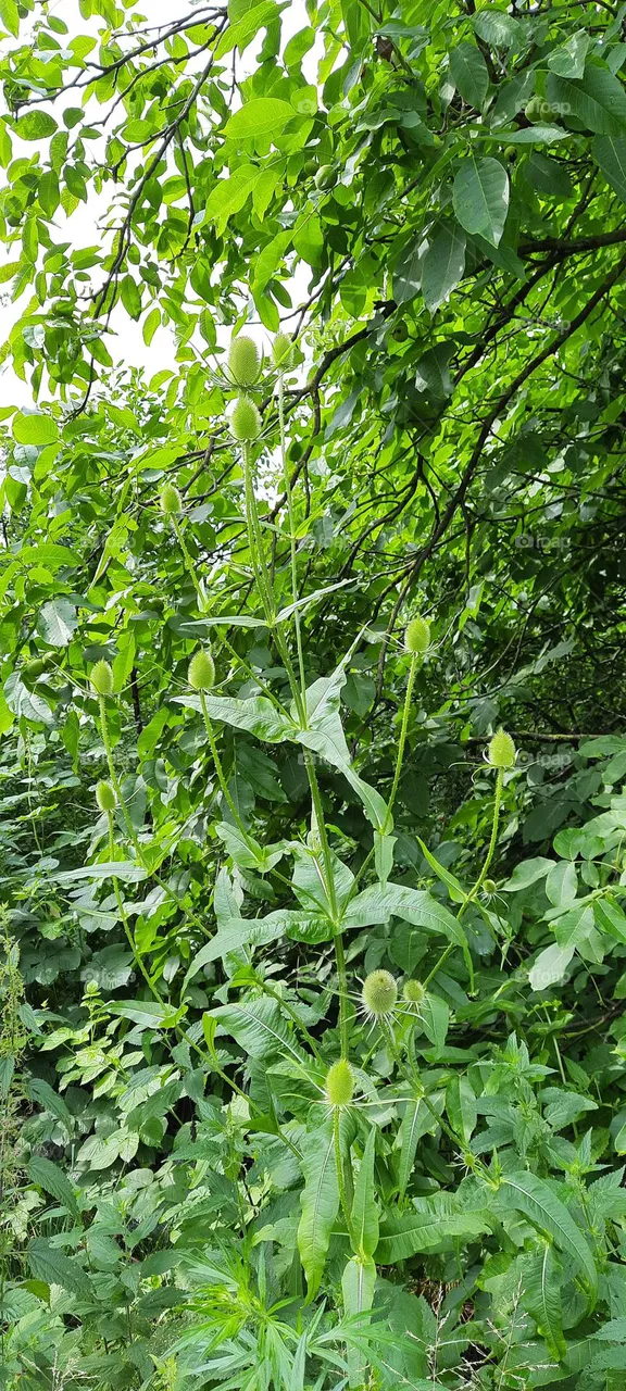 green mood
