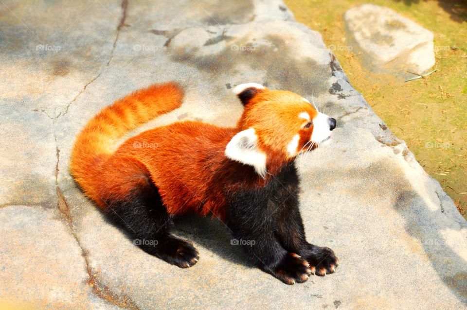 Red Panda