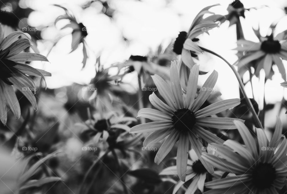 Black and White Summer Garden
