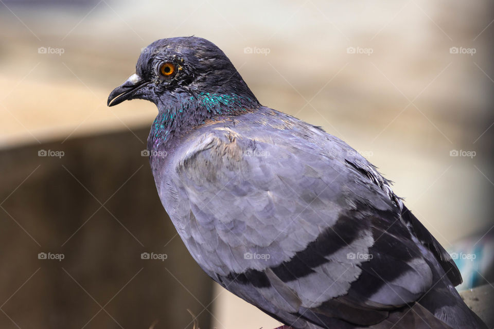 Pigeon