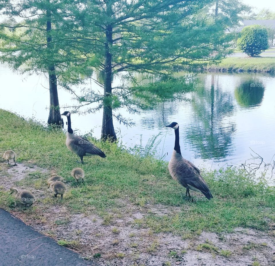 walk in the park with geese