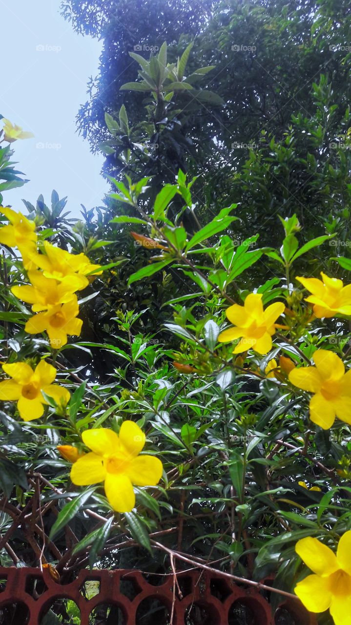 Yellow Flower²