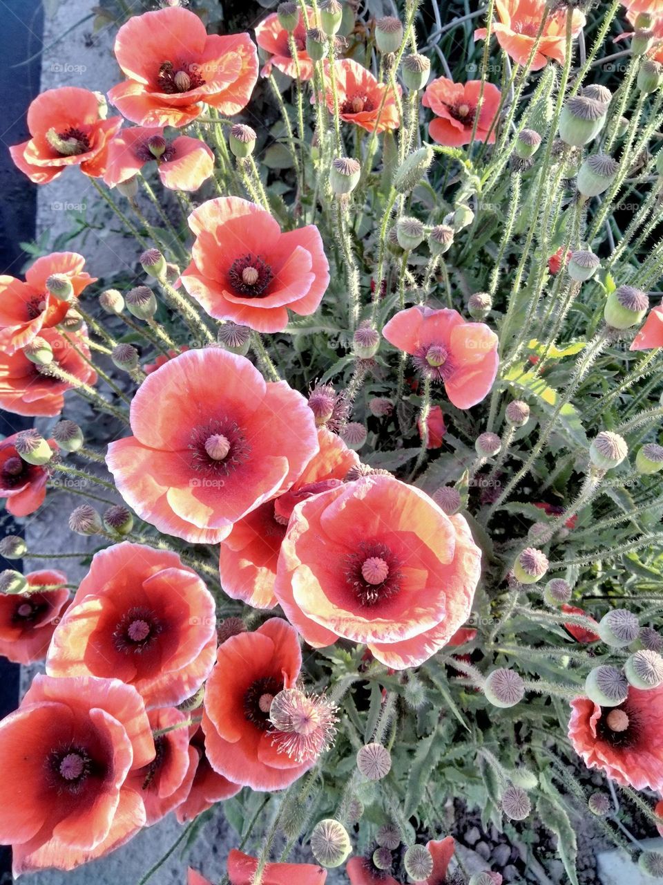 Battle Winter vs spring