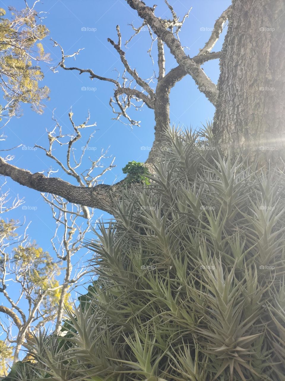 over growth air plant