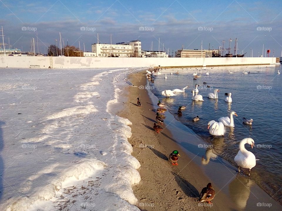 Water, Winter, Beach, Sea, Seashore