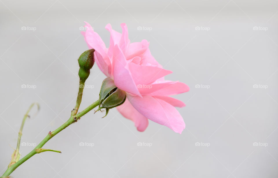 Beautiful Pink Rose
