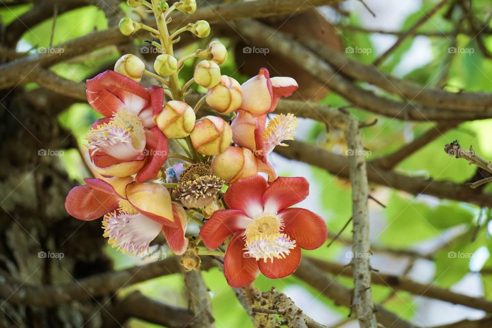 Nature, Tree, Flower, Flora, Leaf