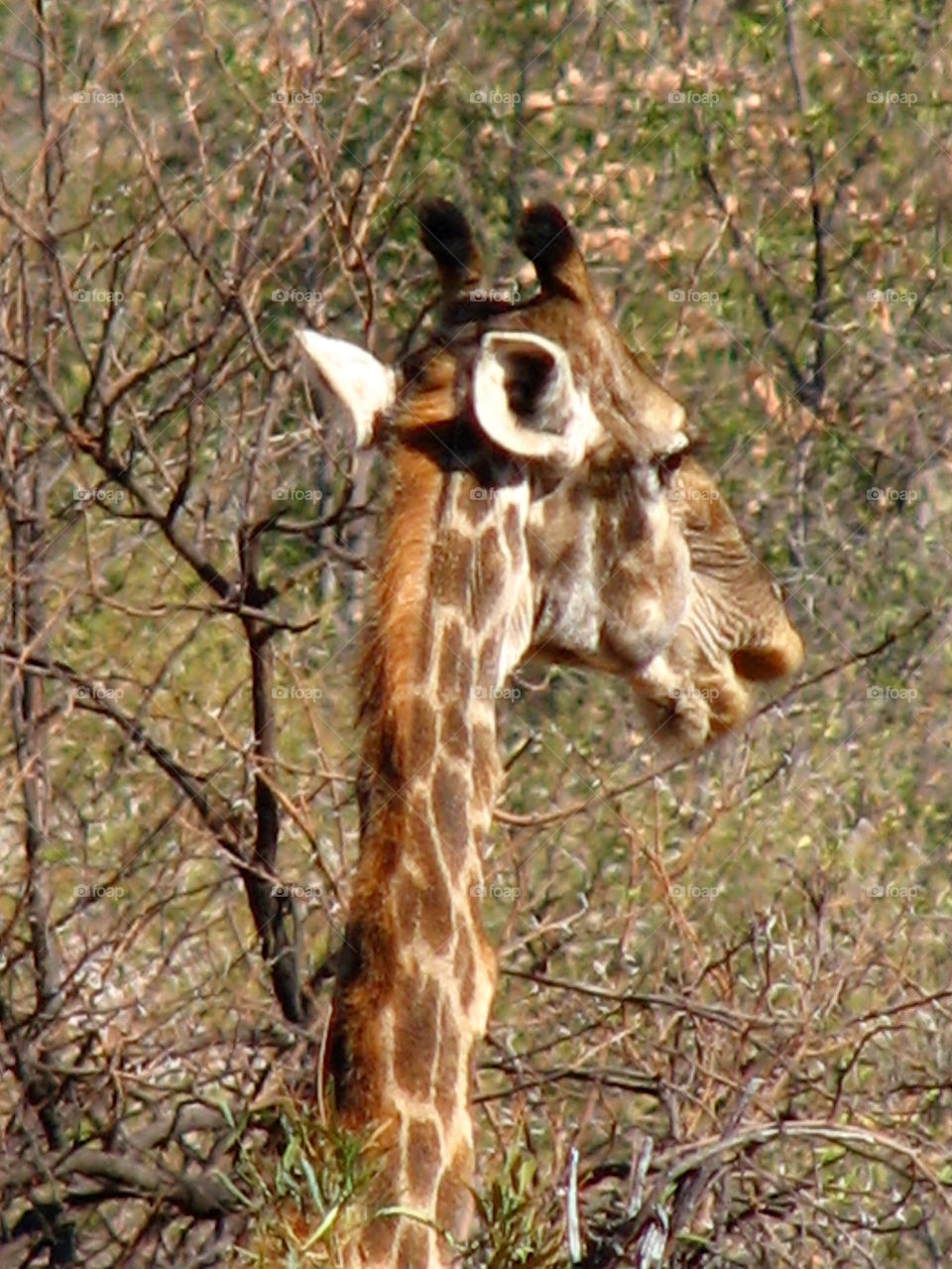 africa safari giraffe by gatordukie