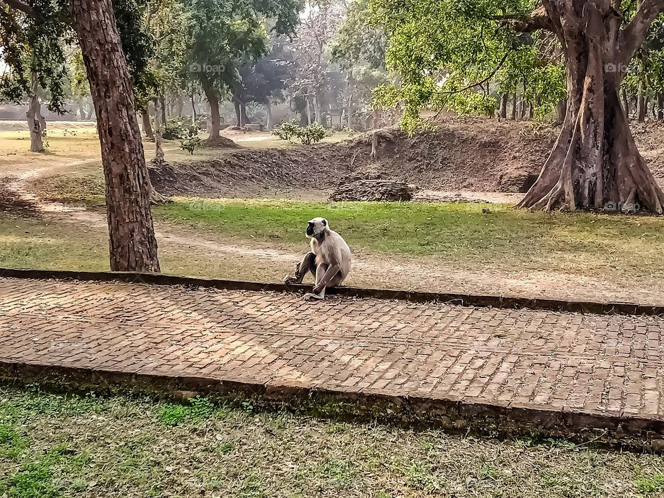 Beautiful grey langur nice looking image india