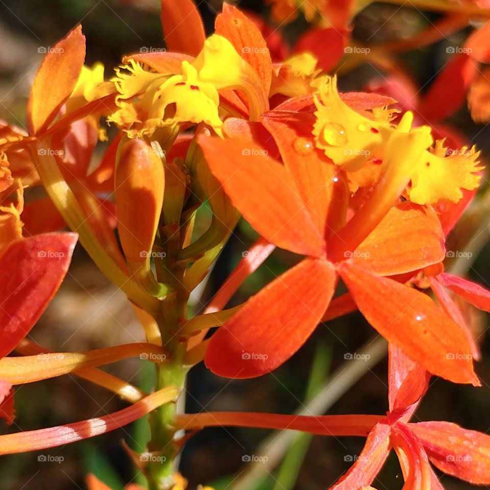orange flowers close up