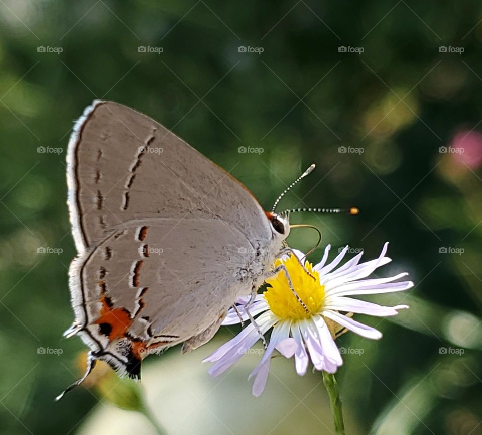 Closeup of a gray hairstreak butterfly. Butterflies are a symbol of hope.