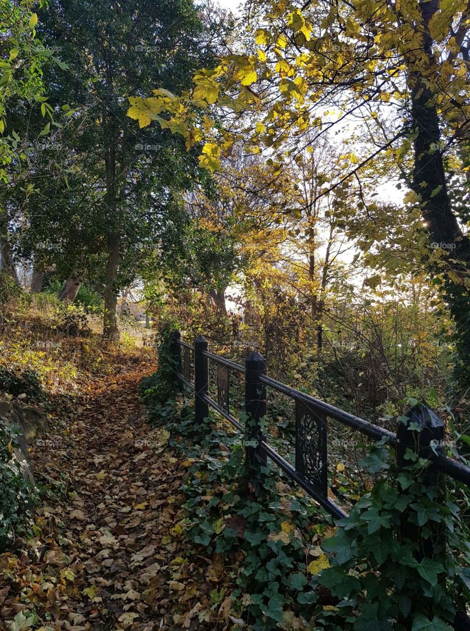 Leafy path to park on a sunny autumnal morning