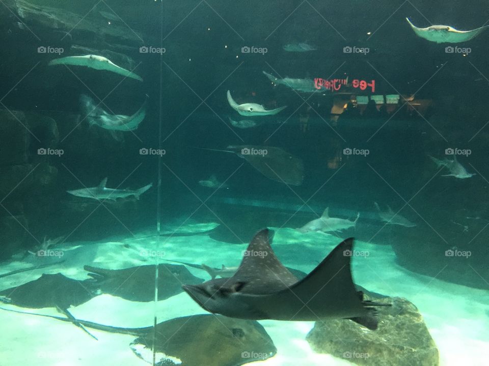 Aquarium in Gatlinburg 
