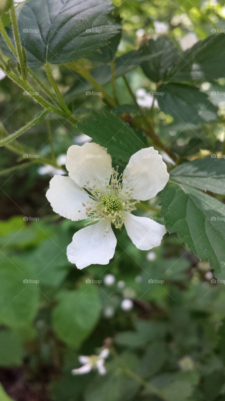 White Wildflower. Wildflower